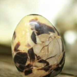 Forme libre Septaria