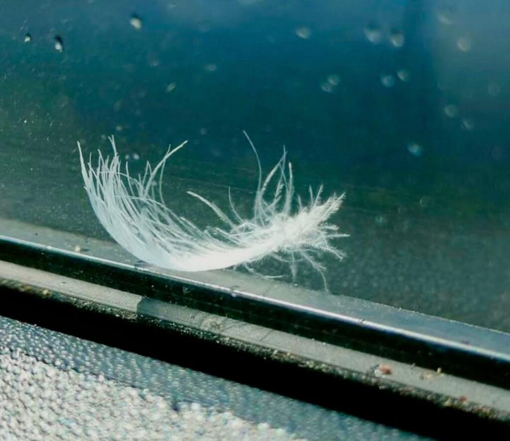 Contact Défunts – Urgences émotionnelles (avec photos)